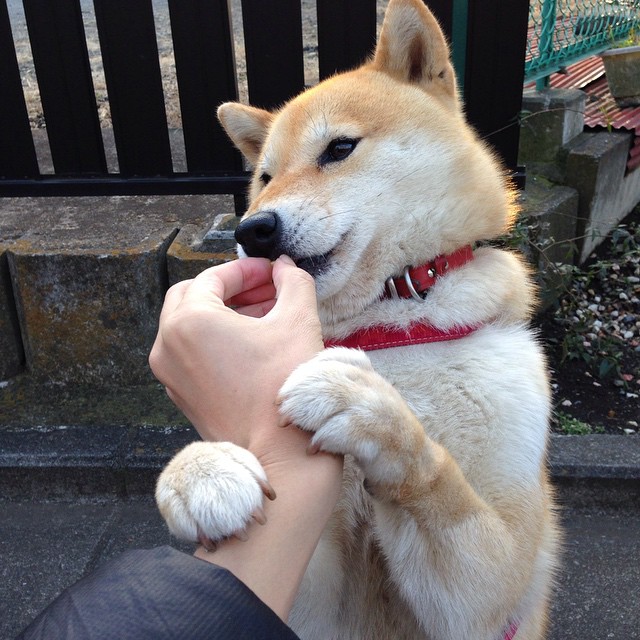 卢卡库转会国际米兰，重返意甲，卢卡库转会经历