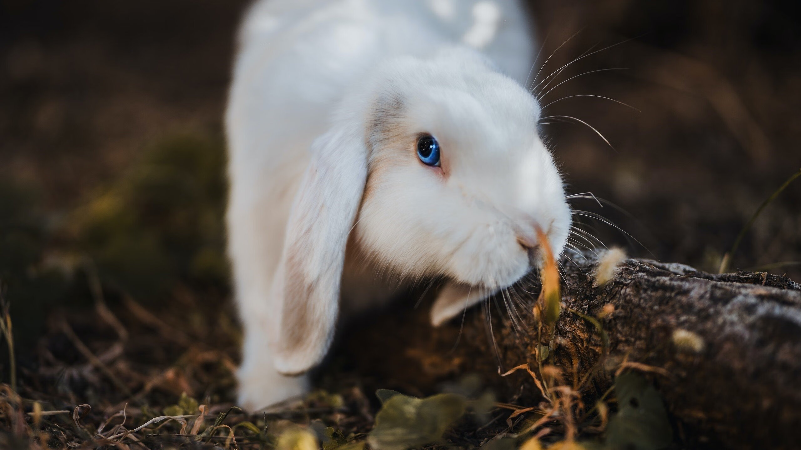 爱游戏app下载-【规则故事】罚分、犯规、申诉——台球比赛的那些“潜规则”，台球比赛犯规处罚