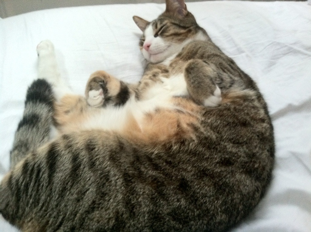 中国足协成立裁判学院，提升执法水平，足球裁判协会