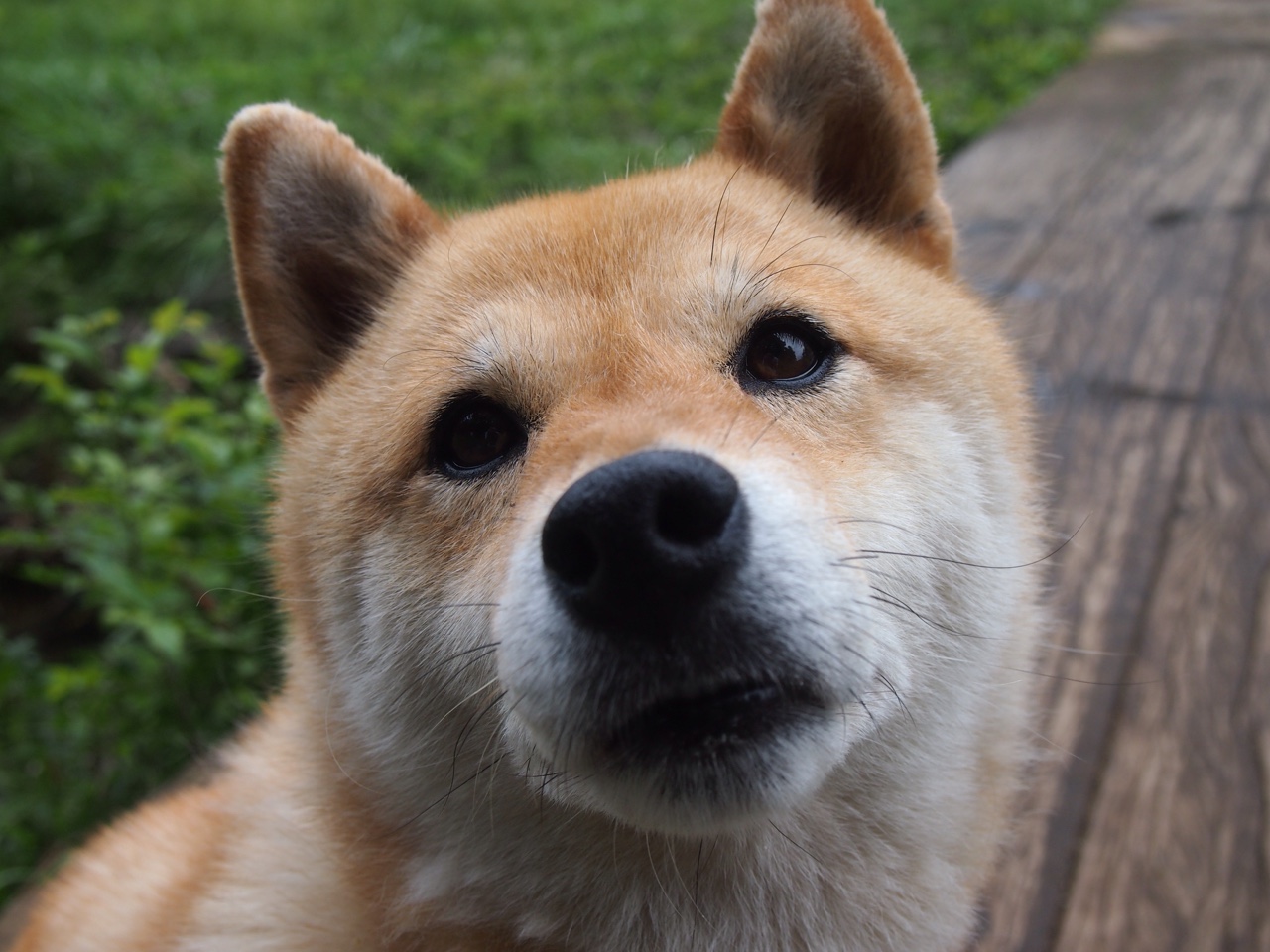 为爱而战：台球运动员的故事分享，台球体育明星